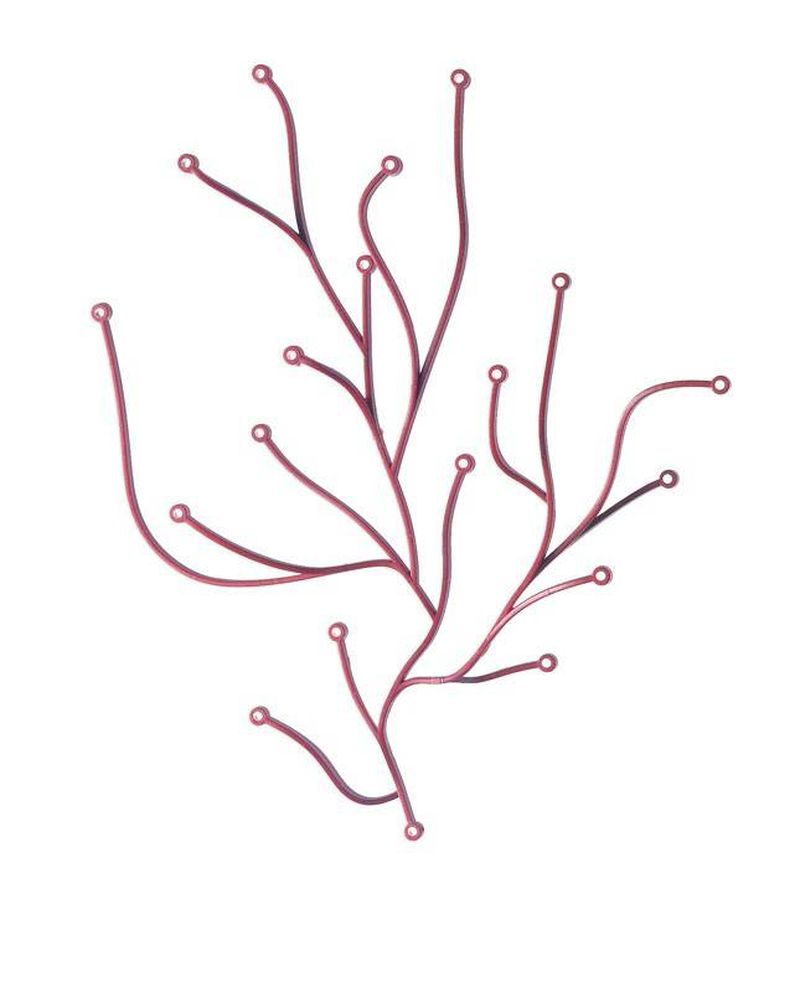 ALGUES DECORATIVES